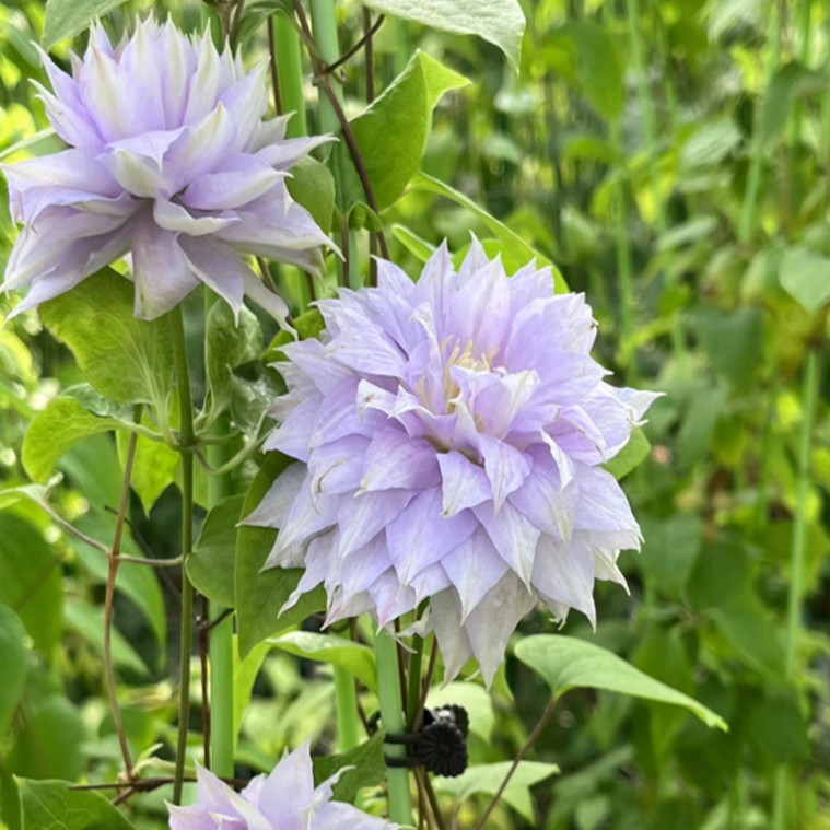 Клематис гибридный Бэлль Оф Уокинг